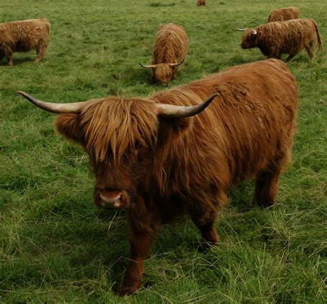 Tour Scotland Tour Scotland Photographs Highland Cows Near Glamis