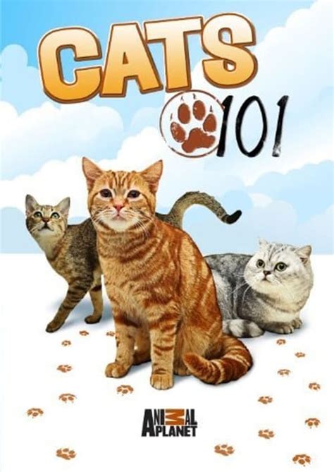 Cats 101 Is Cats 101 On Netflix Netflix Tv Series