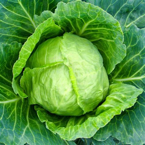 Cabbage Seeds Copenhagen Market 1 Oz Non Gmo Heirloom