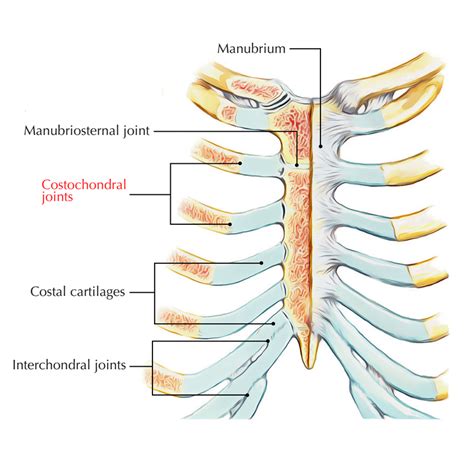 Costochondral And Chondrosternal Joints Earths Lab