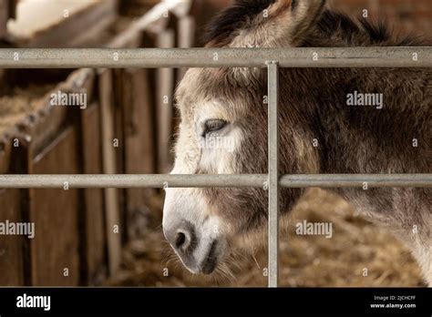Portrait Of A Domestic Donkey Behind Bars In Its Pen Stock Photo Alamy