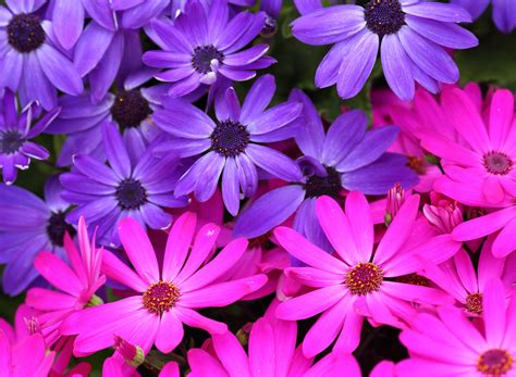 Pink And Purple Daisies