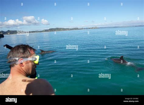 Swimming With Dolphins Fullers Dolphin Encounterspaihia Bay Of