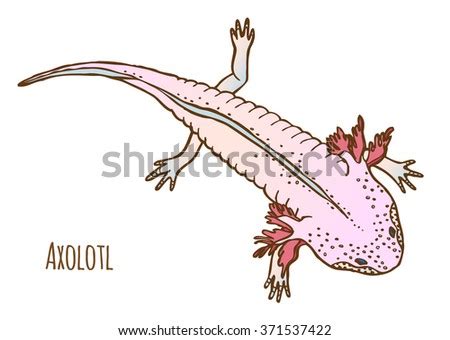 Do you want to learn how to draw? Axolotl Vector Drawing. Mexican Salamander Or Walking Fish ...