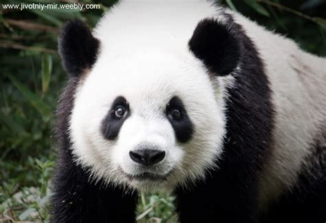 Панда - Животный мир