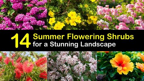 14 Summer Flowering Shrubs For A Stunning Landscape