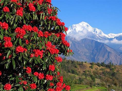 Nepal Rhododendron The National Flower Of Nepal And The Himalayan