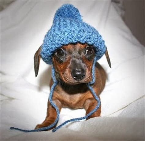 Fun Pictures Of Dogs Wearing Hats