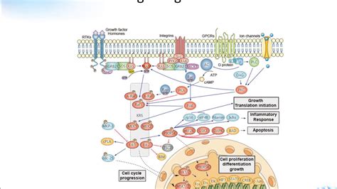 Erk Signaling Pathway Creative Diagnostics Youtube