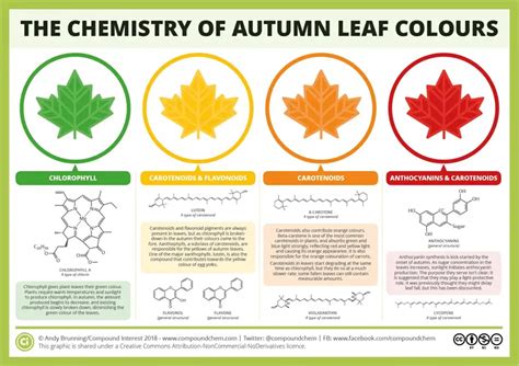 Why Do Leaves Change Color In The Fall Science Facts