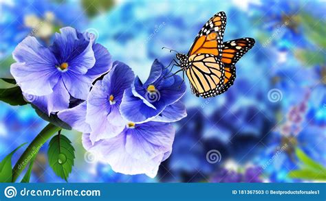 Butterfly On Flowers With Blurry Natural Background Beautiful