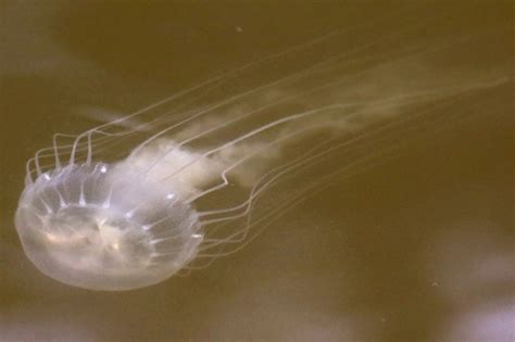 Bay Nettle Jellyfish Of The Cape Fear Region Nc · Inaturalist