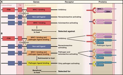 Natural Killer Cell Education And Tolerance Cell