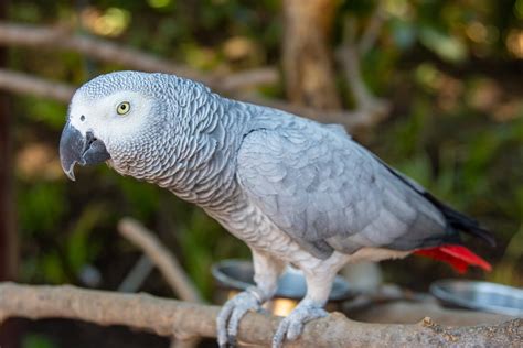 4 Interesting Facts About African Grey Parrots By Ruqayyaammar Medium