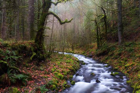 Nature Landscape Forest River Leaves Trees Ferns Mist Moss