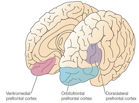 Structure And Function The Frontal Lobe