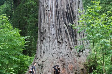 The 10 Most Amazing Giant Redwood Trees Of Northern California Active