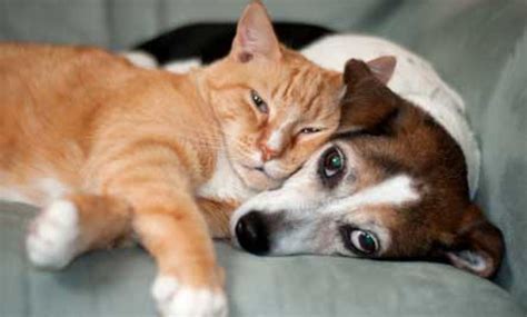 18 Photos Of Cats And Dogs Loving Each Other