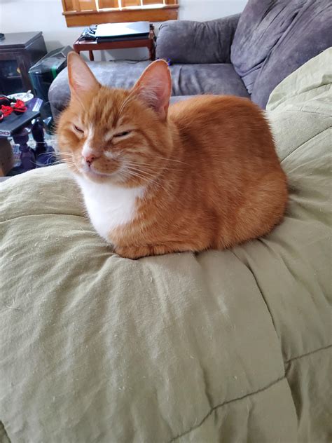 A Perfect Golden Loaf Catloaf