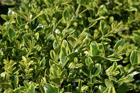 Buxus Microphylla Golden Dream Peergold 4 Buxus Variegated