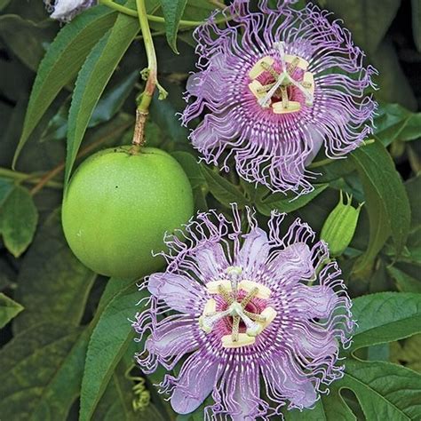 Passiflora Incarnata Alchetron The Free Social Encyclopedia