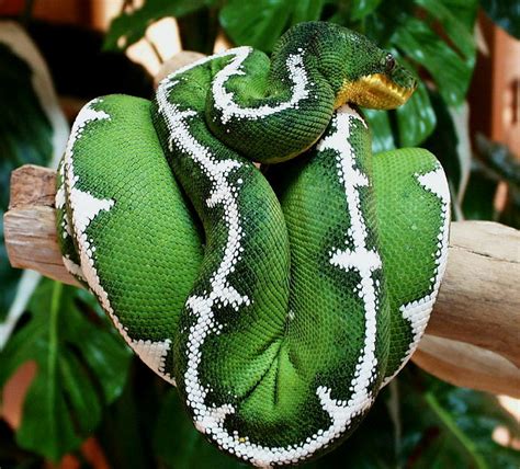 Meryem Uzerli Top 10 Most Beautiful Snakes In The World