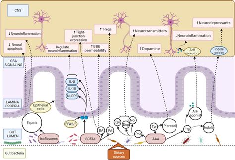 Mechanism Of Action Of Gut Microbiota Derived Metabolites On The Cns