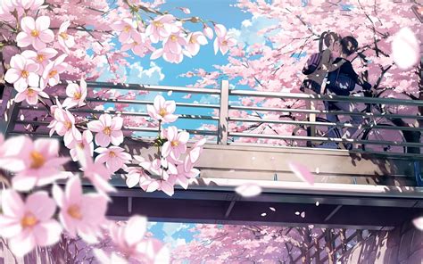 Anime Cherry Blossom K Wallpapers Top Free Anime Cherry Blossom K Backgrounds Wallpaperaccess
