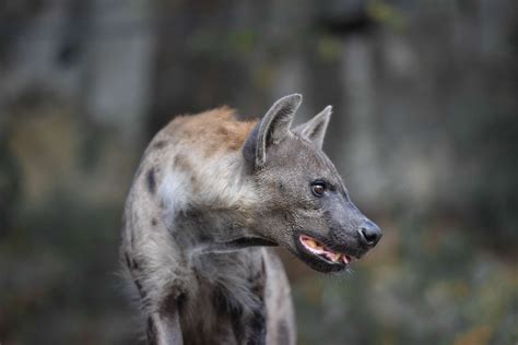 12 Incredible Hyena Facts