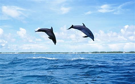 Hd Dolphins Wallpapers And Photos Hd Animals Wallpapers