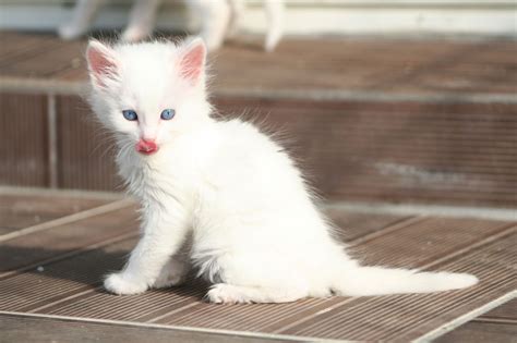 Te Lo Contamos Todo Sobre El Gato De Angora ¡descúbrelo Wakyma