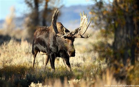Interesting Facts About Moose Just Fun Facts