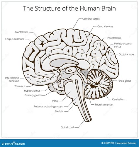 ️brain Structure And Function Worksheet Free Download