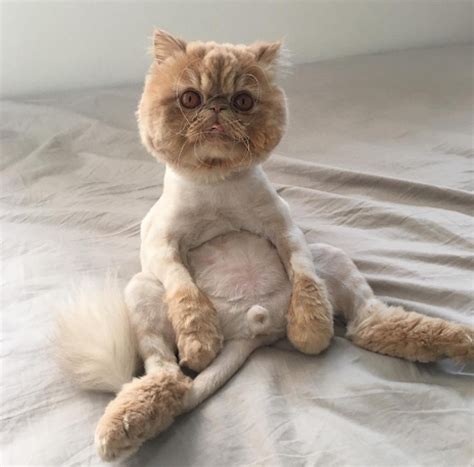 Meet Winston Smushface The Shaved Persian Persian Cat Cat Grooming