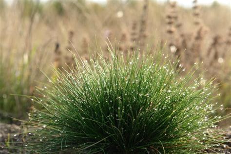 Fescue Grass Blue Fescue Perennial Grasses Ornamental Grasses