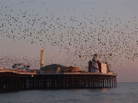 Starlings On The Pier Brighton Under A Grey Sky