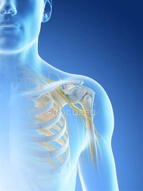 Anatomy Of Nerves Of Shoulder In Male Body Silhouette Computer