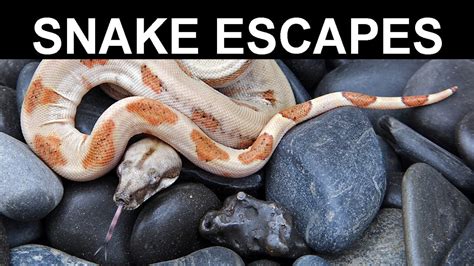 Snake Escapes How To Find Lost Boa Constrictors And Prevent Future