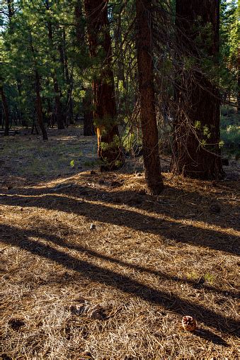 Morning Sunlight Slants Thru Forest Selectively Lighting Pine Trees