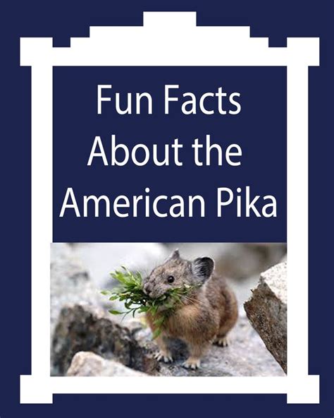 Fun Facts About The Adorable American Pika Fun Facts Fun Facts For