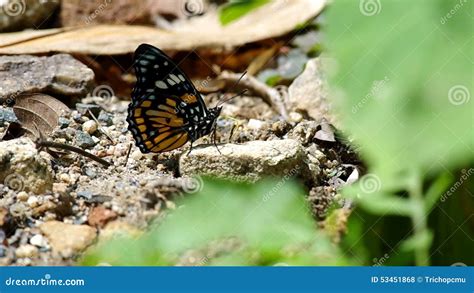Wild Butterfly Is Licking The Stone Stock Footage Video Of Life
