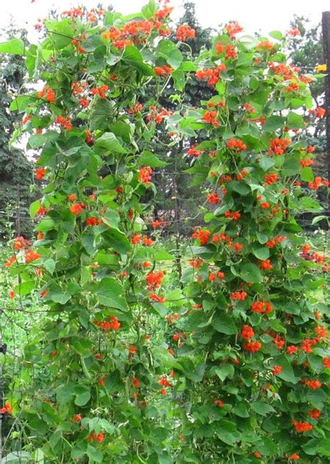 Showy Scarlet Runner Vine Bean Phaseolus Coccineus 25 Seeds