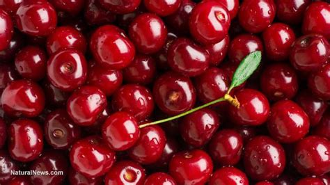 Loads Of Expensive Cherries Left To Rot As Usda Forces Farmer To Dump Crop On The Ground To Make