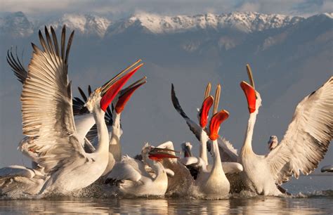 New Conservation Effort To Boost Dalmatian Pelicans In Europe Pelican