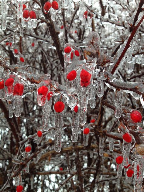 Free Images Tree Branch Snow Cold Winter Berry Leaf Flower