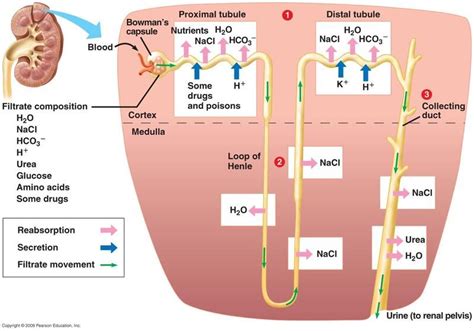 Reabsorption Of Salt And Water In Kidney Physiology Human Anatomy