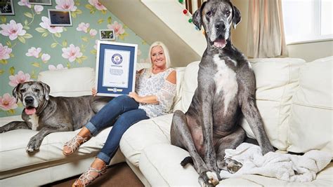 Freddy The Great Dane The Tallest Dog In The World Has Died Ctv News