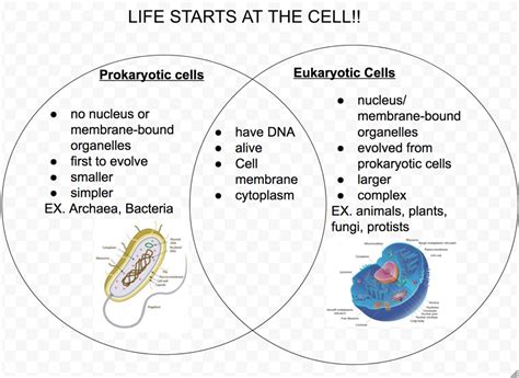 10 Major Differences Between Prokaryotic And Eukaryotic Cells Reverasite