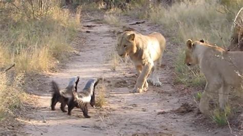 Two Honey Badgers Take On Three Lions By Snarling And Hissing At Them Honey Badger Deadly