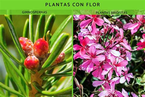 Reino Plantae O Vegetal Qué Es Características Clasificación Y